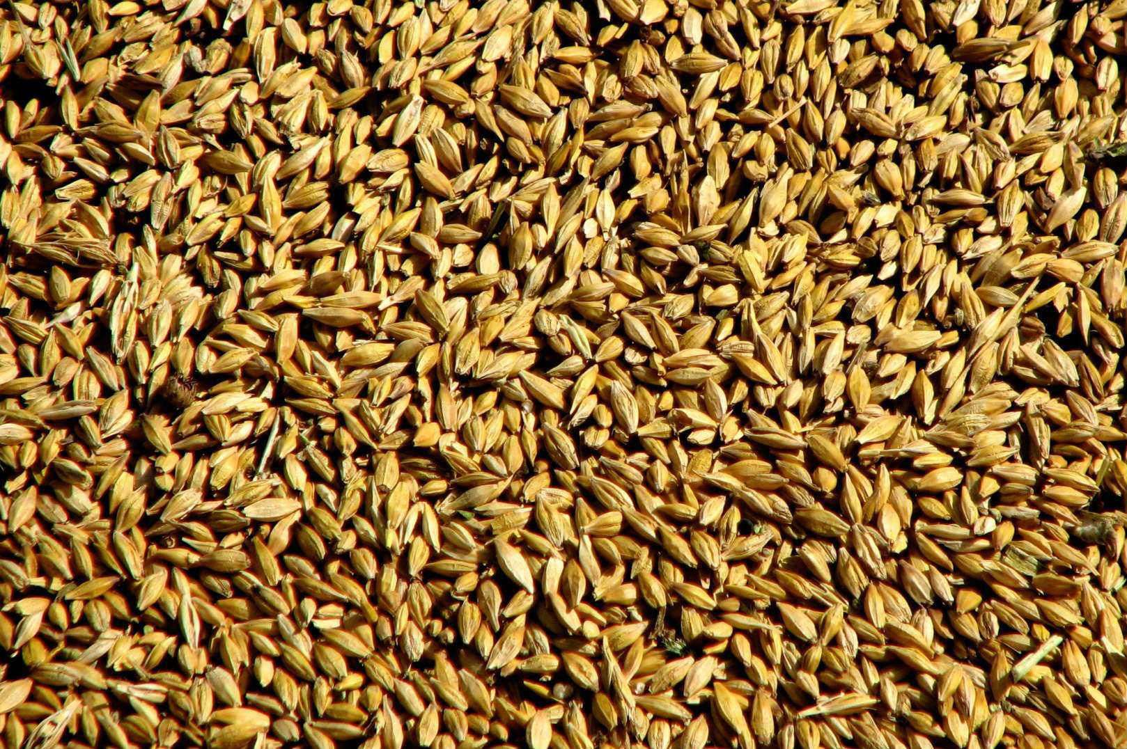 Експорт зернових б'є нові рекорди