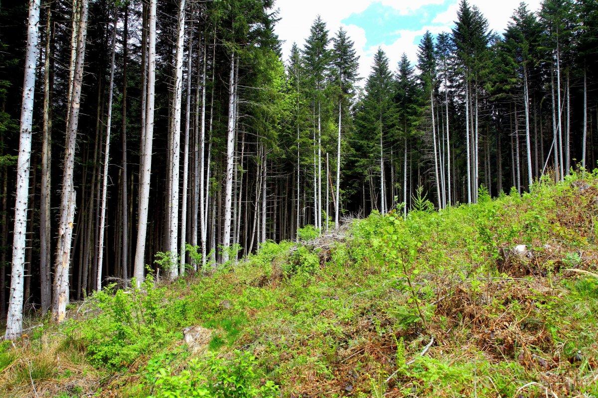 У Держлісагентстві науковці та фахівці працюють над створенням геопорталу для моніторингу рубок у лісах