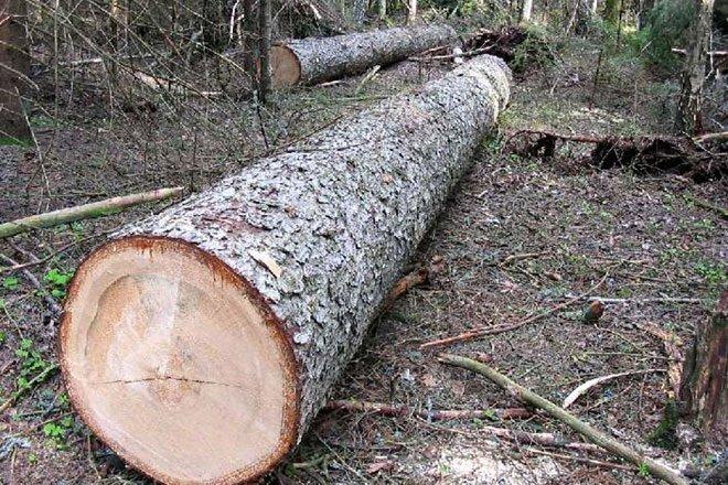 Незаконні вирубки лісу продовжуються