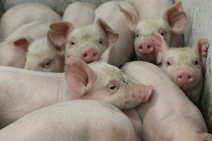 АЧС вбиває свиней в Полтавській області