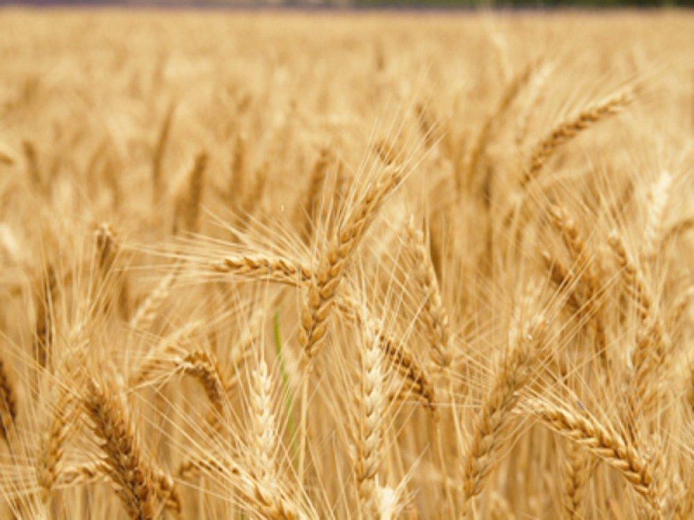 Європейська квота на імпорт української пшениці виконана на 100%