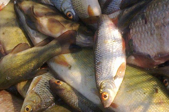 Держрибагентство презентує сертифікат походження риби та Спецфонд підтримки рибного господарства