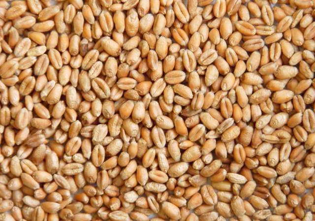 Світове виробництво пшениці в 2017/2018 МР має всі шанси сягнути відмітки в 739,5 млн т 