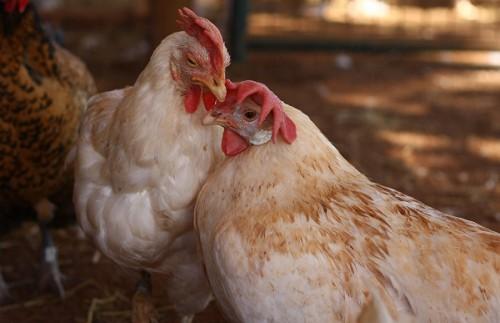 Катар зняв заборону на ввезення продукції птахівництва з України