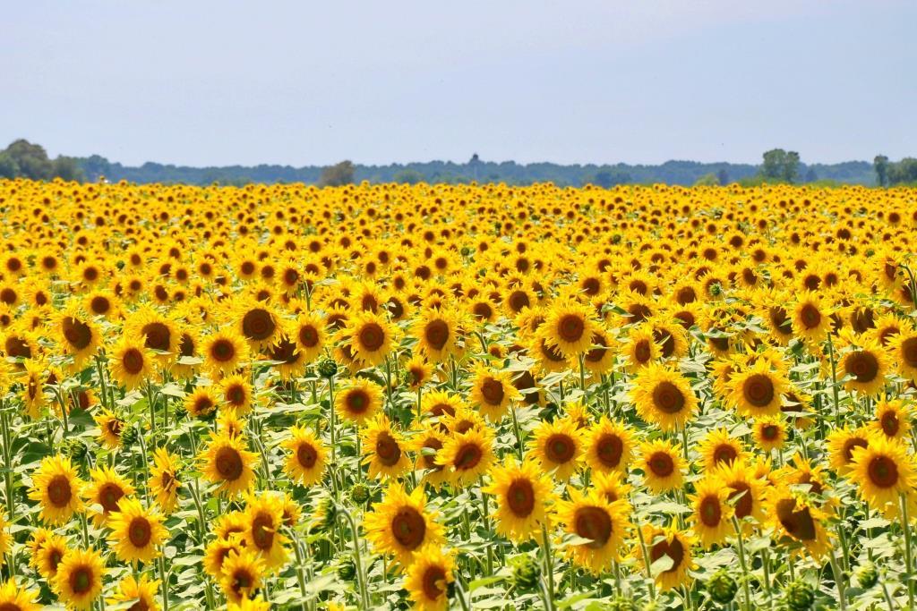 Україна забезпечить половину світового приросту урожаю соняшнику 