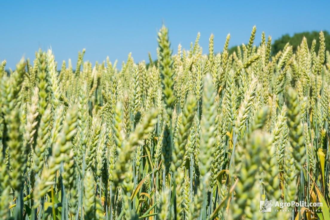 Реєстрація та виробництво зернових сортів в Угорщині відкриє для них ринок одразу 63 країн