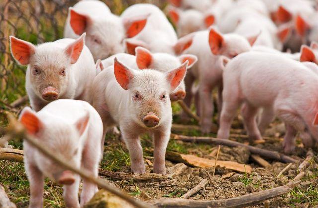АЧС крокує Україною: ветеринари з початку року знищили понад 6 тисяч свиней