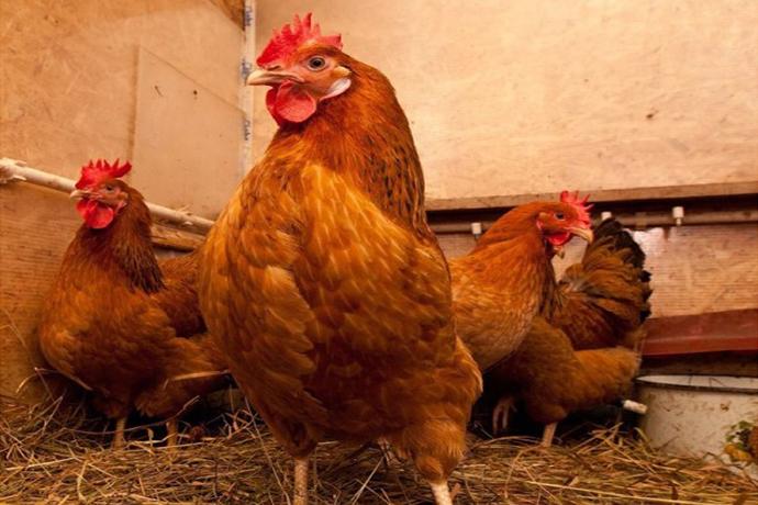 Ірак зняв заборону щодо експорту української птиці
