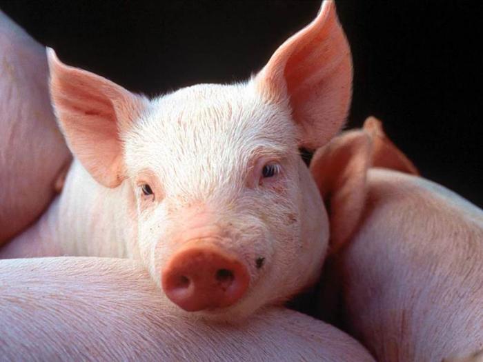 За останній рік поголів'я свиней скоротилося на 563 тис. голів.