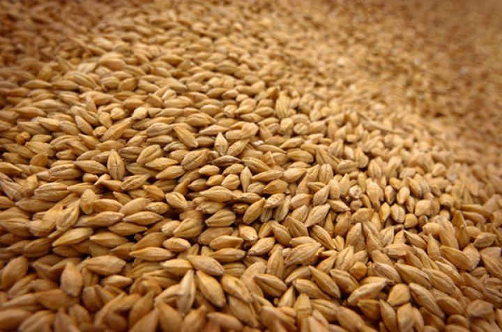 Експорт зернових сягнув рекордних 43,8 млн т