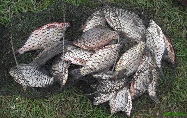 За час нересту 2017-го рибоохоронні патрульні виявили порушень на 65 млн грн
