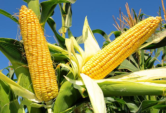 Українські аграрії експортували 20,7 мільйона тонн кукурудзи, що на 18,9% перевищує показник попереднього сезону