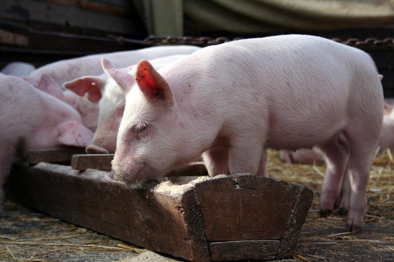 Чума свиней прогресує в Полтавській і Черкаській областях