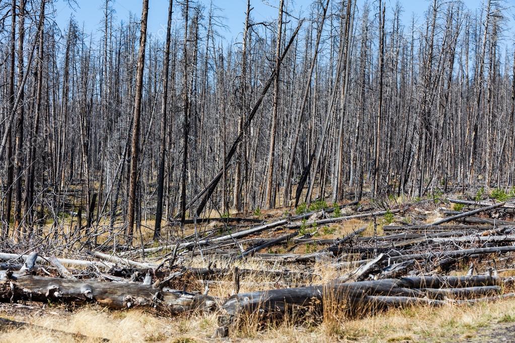 Площі всихання дерев перевищили 330 тис. га