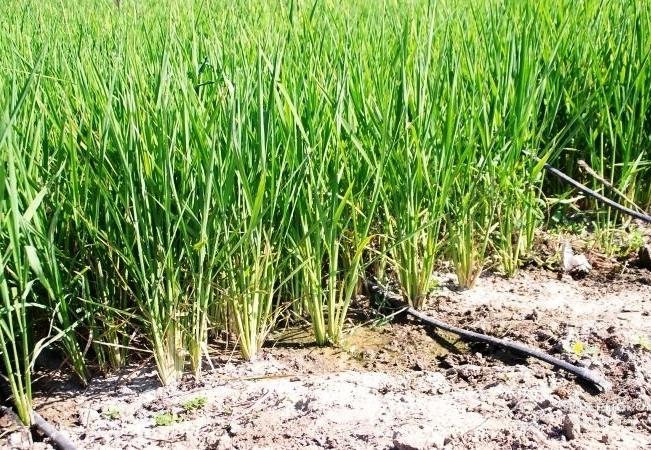 На Херсонщині вирощуватимуть рис за новою технологією — на крапельному зрошенні