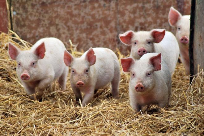 Названо причини зниження поголів’я свиней в Україні 