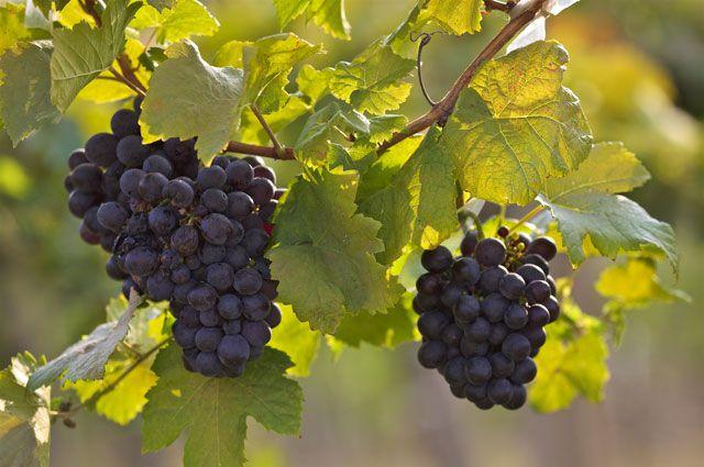 Названо області-лідери з вирощування винограду в Україні