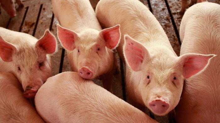 Ціни на свинину в живій вазі різко зросли на 6%