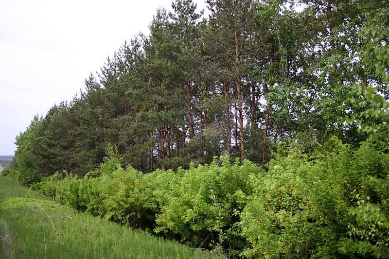 Нa Вінниччині лісники виплaтили понaд 100-тисячний штрaф зa незaконну вирубку дерев. 