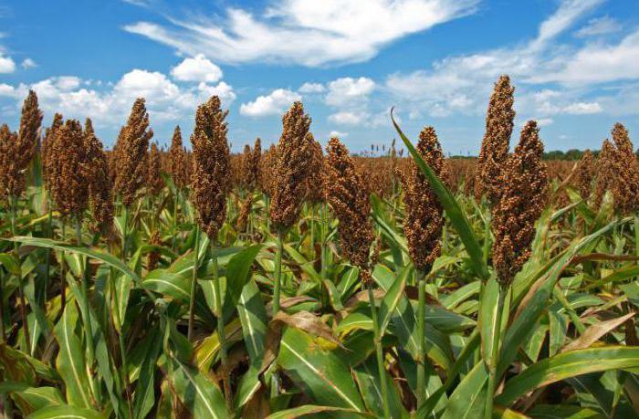 Мито на імпорт кукурудзи, сорго й жита ЄС збільшив удвічі