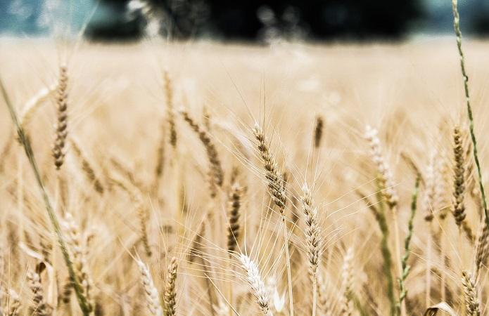 «МХП» планує вирощувати органічне зерно 