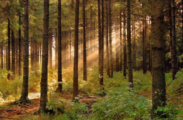 Україна та Німеччина розширюватимуть співпрацю у галузі лісового господарства