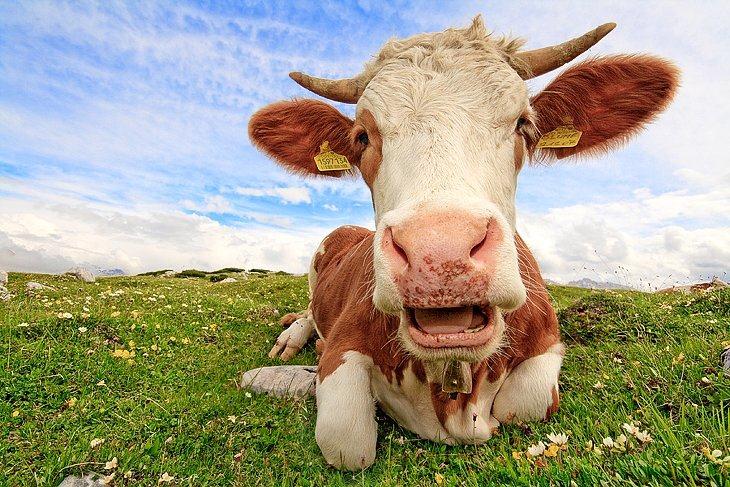 Брак грубих кормів змусить фермерів зменшити поголів’я корів