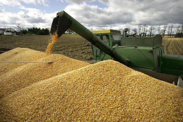 Україна втрачає ринки зерна: хто після Єгипту?