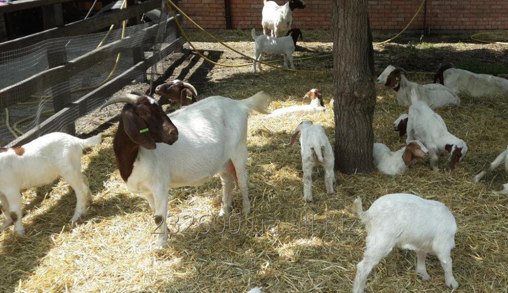 В Одеській області зафіксовано спад тваринництва