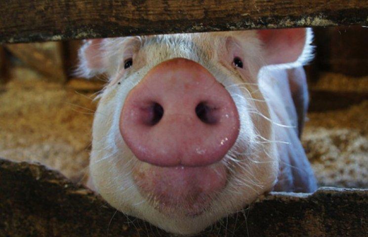 В Україні зростає інтенсивність виробництва свинини