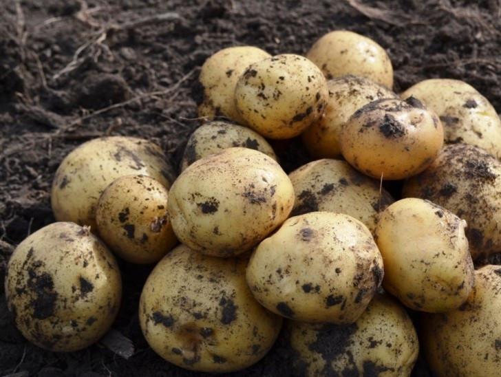 В Україні збільшилося виробництво картоплі
