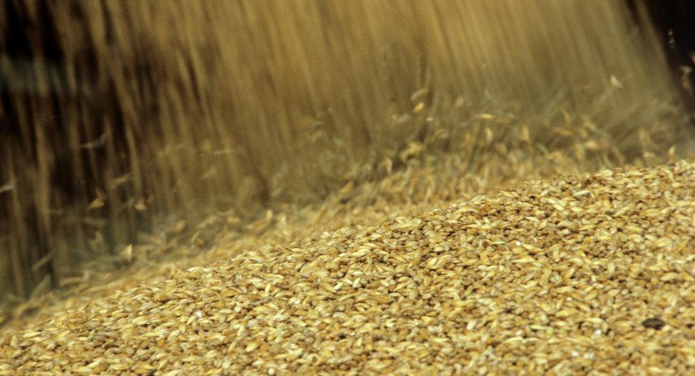 Понад 40% експорту українських пшениці та ячменю не відповідають фітосанітарним нормам