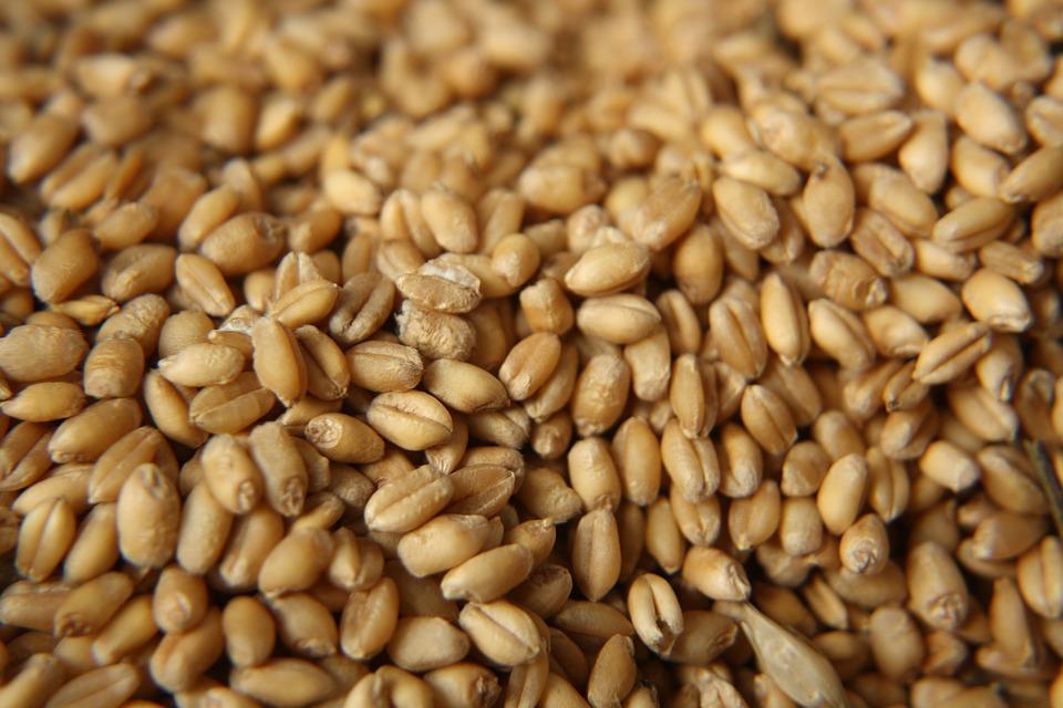 Почастішали нотифікації щодо якості експортованого українського зерна.