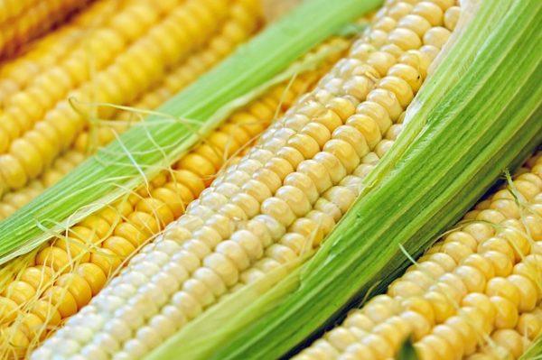 Оприлюднено прогноз врожаю кукурудзи в Україні