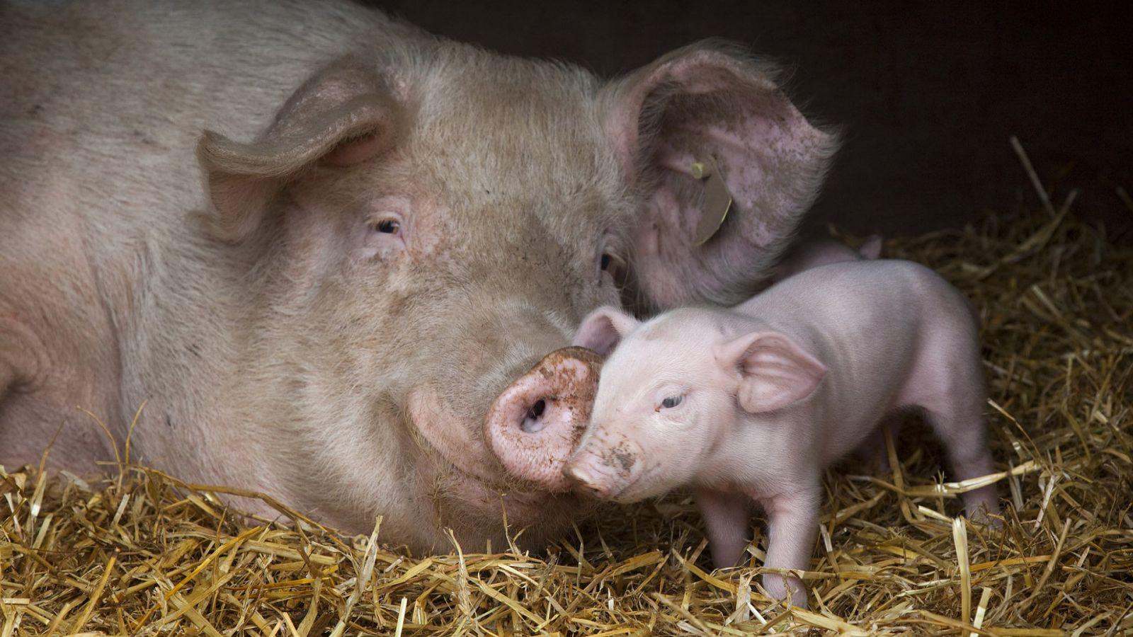 За рік поголів’я свиней в Україні скоротилося на 650 600 голів