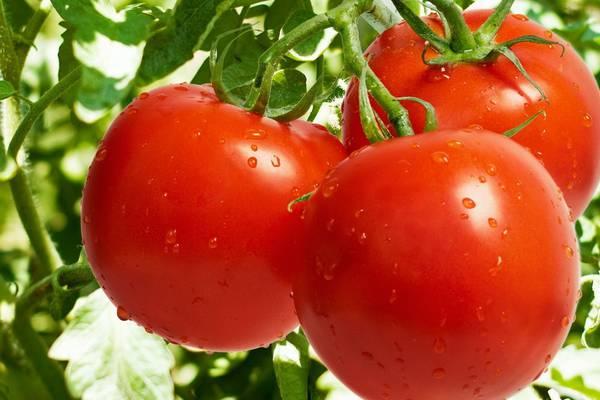 Ціни на томати в Україні побили історичний рекорд 