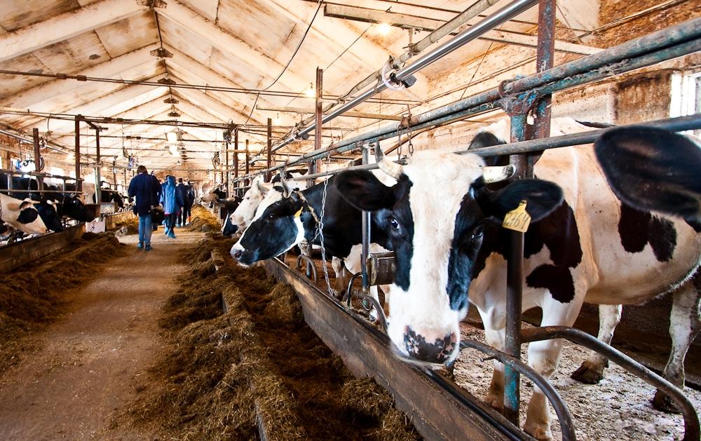 Фермери налаштовані на розвиток молочного скотарства