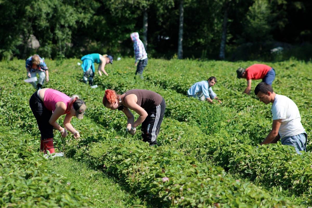 В українському агросекторі з'являться 16 тисяч робочих місць