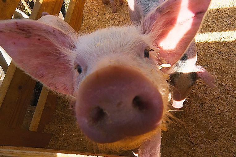 У другому півріччі суттєво скоротилася кількість випадків АЧС серед свійських свиней