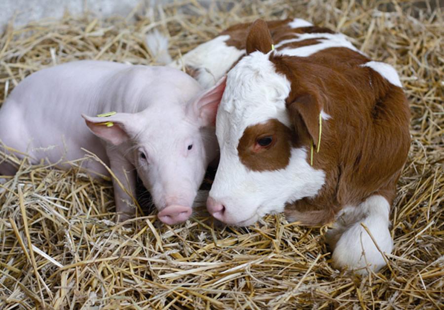 В Україні скоротилася кількість корів та свиней 