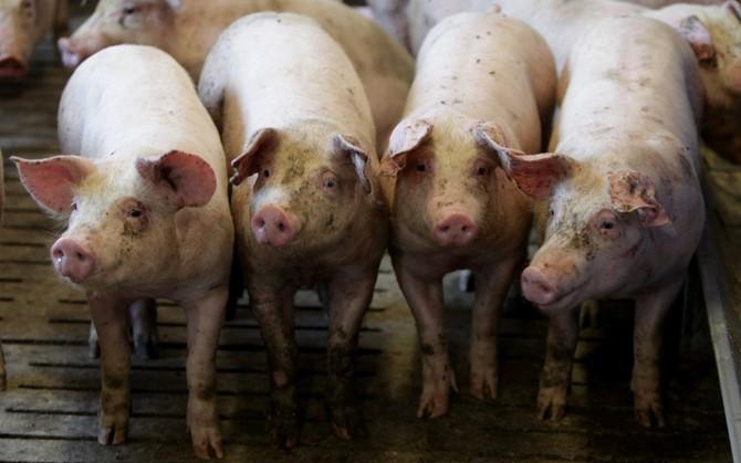 В Україні зафіксували ще один спалах чуми свиней