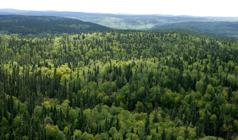 Українські ліси планують здавати в оренду