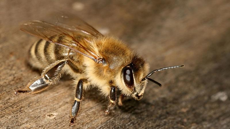 За отруєння бджіл пропонують встановити нові штрафи