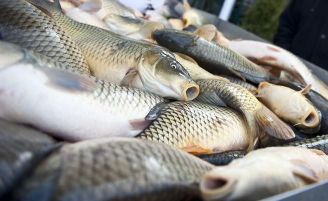 Чому зростають ціни на рибу в Україні?