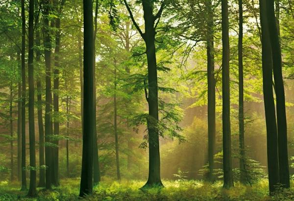 Україна буде розраховуватися за борги землею і лісами