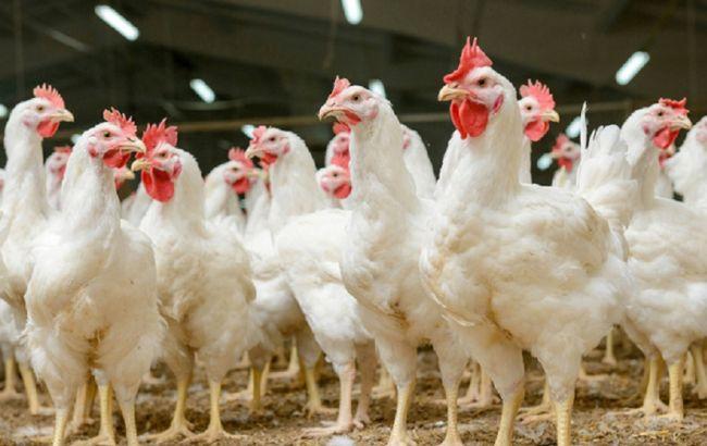 Прогнозується зростання світового ринку м'яса птиці