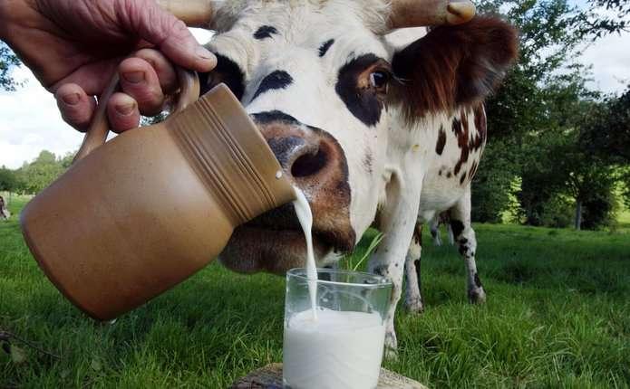 «Домашнє» молоко можна буде продавати ще півроку — роз’яснення
