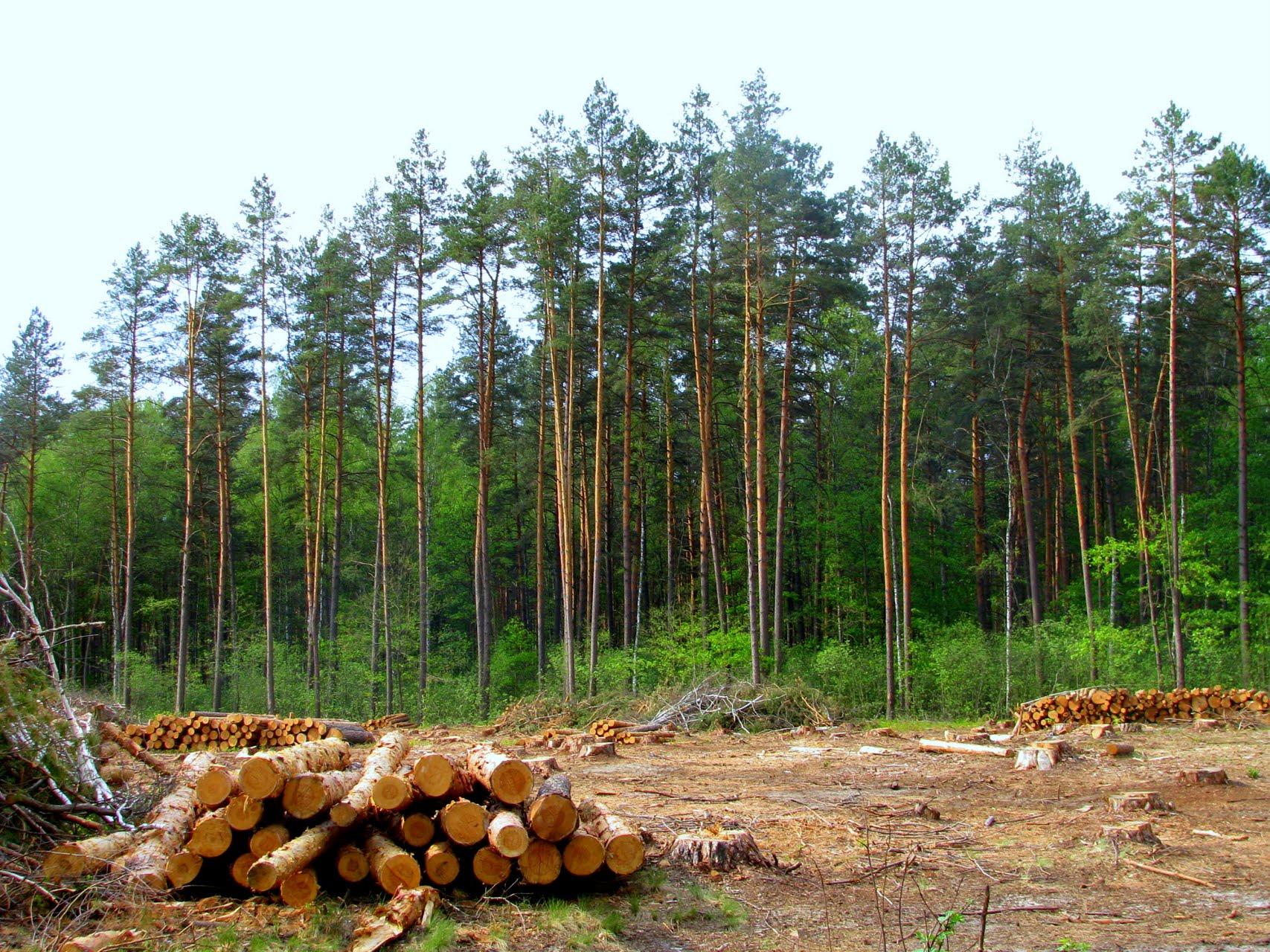 Мінагрополітики та експерти ЄС напрацювали шляхи реформування лісової галузі