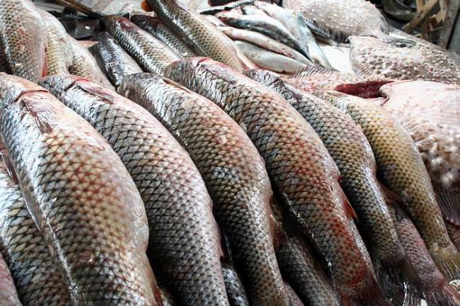 Рибодобувним компаніям визначені ліміти вилову риби