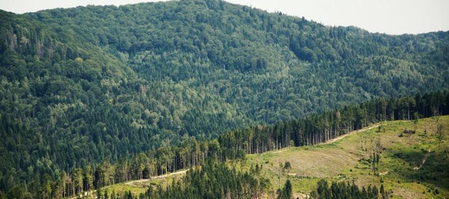 В Україні щороку гине 10 тис. га соснових лісів